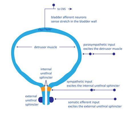 Urinary bladder function - Wellspect