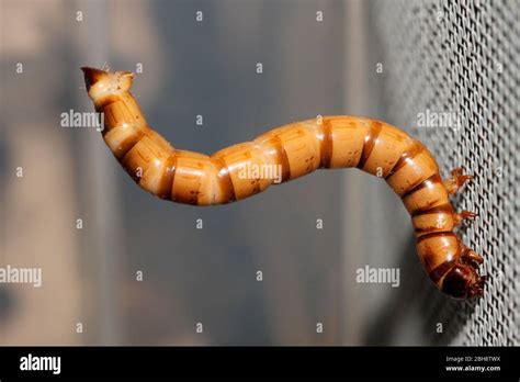 Flour Beetle Hi Res Stock Photography And Images Alamy