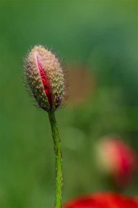 Mohn Klatschmohn Knospe Kostenloses Foto Auf Pixabay Pixabay