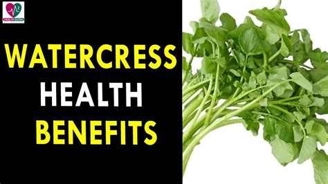 Watercress Health Benefits Health Sutra Best Health Tips