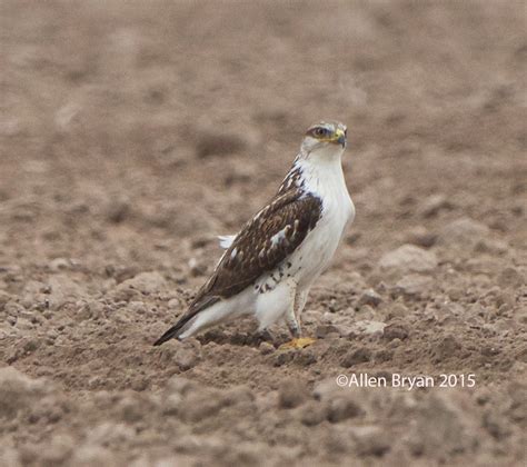 Ferruginous Hawk | VisitingNature