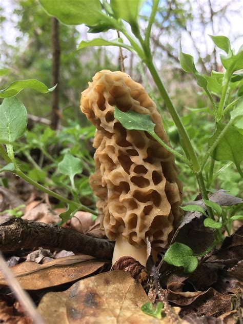 Regional Morels Southeast Region The Great Morel