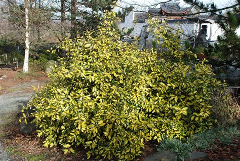 Eleagnus Pungens Maculata Golden Elaeagnus Wbla Corky Flickr