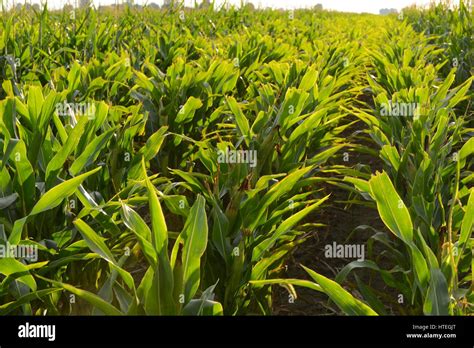 Rows Of Corn Stock Photo Alamy