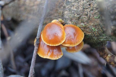 Pilz Stumpf Pilze Im Kostenloses Foto Auf Pixabay