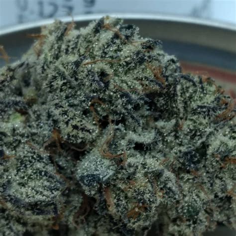 Strain Review White Truffle By Focus North Gardens The Highest Critic