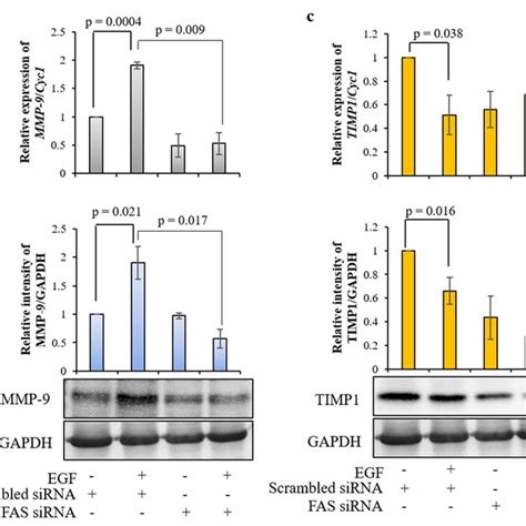 FAS Silencing Reduces EGF Mediated HTR 8 SVneo Cell Invasion By