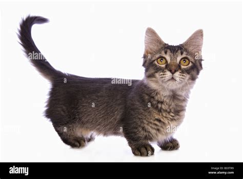 Cute Tabby Munchkin Cat With Big Gold Eyes Isolated On White Background