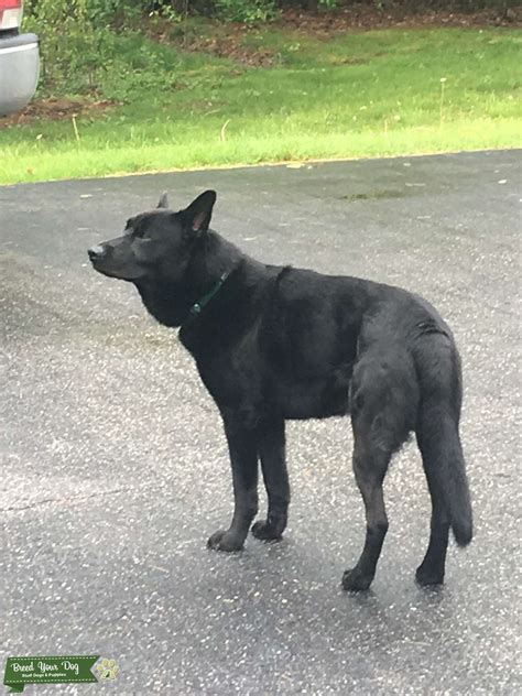 Well Tempered Handsome All Black Gsd Border Collie Mix Stud Dog In