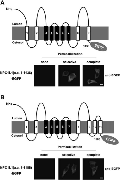 Membrane Orientation Of Egfp Epitopes In Truncated Npc1l1 As Determined Download Scientific