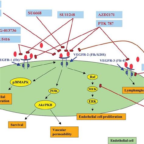 Main Phase II III Clinical Trials With Vascular Endothelial Growth