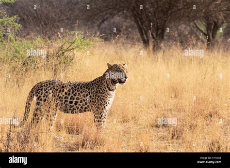 Africa Leopard One Adult Male Leopard Panthera Pardus A Collared