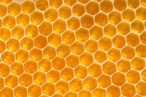 Pin En Abejas Bees Apicultura Beekeeping Miel Honey