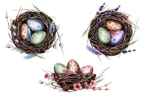 Premium Vector Set Of Bird Nests With Watercolor Painted Eggs Branches Nest Pussy Willow