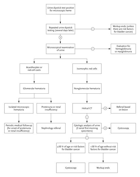 What Is Microscopic Hematuria Mean Ronald Hall Bruidstaart