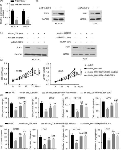 Hsa Circ 0081069 Regulated The Malignancy Of CRC Cells Via MiR665 E2F3