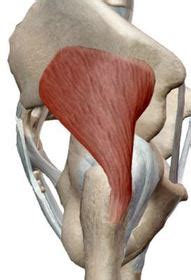 Manual De Musculos De Miembro Inferior Flashcards