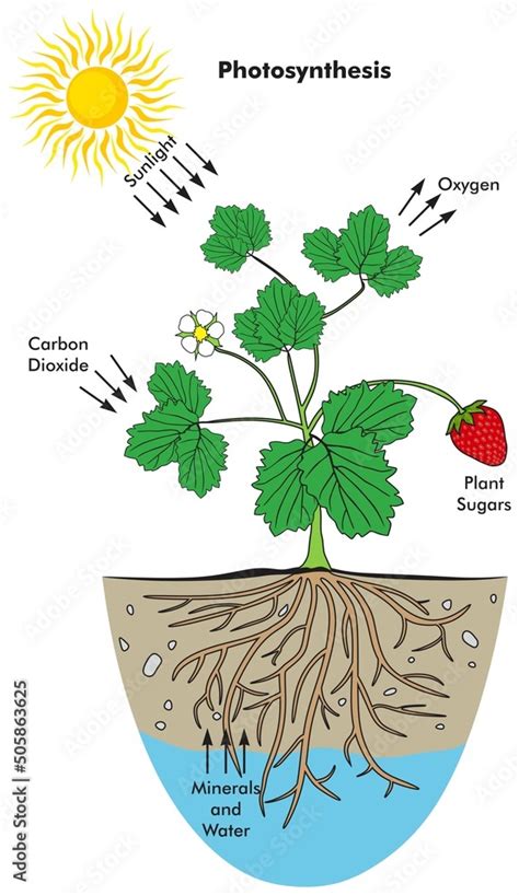 Photosynthesis Process In Plant Infographic Diagram Basic Biology