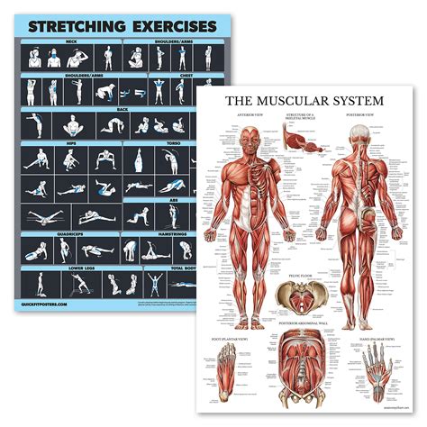 Buy 2 Pack Stretching Exercises And Muscular System Anatomy Set