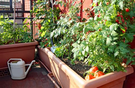 Orto In Balcone Come Curarlo A Settembre Garden Us