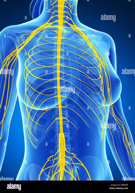 Nervous System Diagram Hi Res Stock Photography And Images Alamy