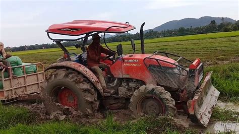 Amazing Tractor Kubota M6040 SU In Rice Fields At Country Side