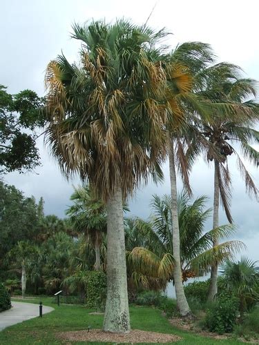 Palma Cana Sabal Causiarum Inaturalist Mexico