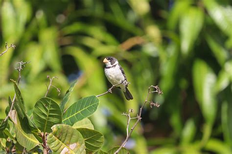 Foto Golinho Sporophila Albogularis Por Franciel Gomes Wiki Aves