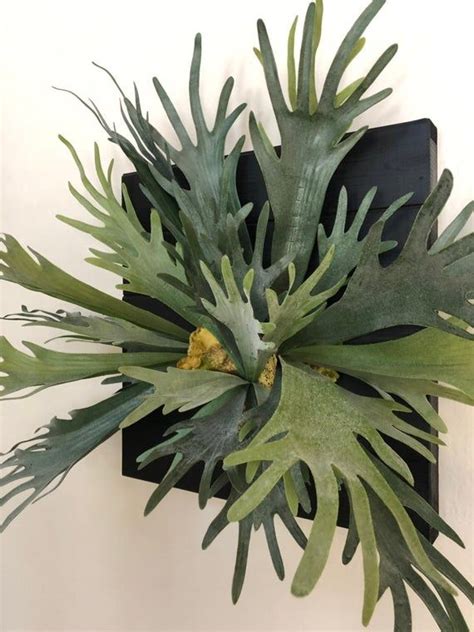 Xl Faux Mounted Stag Horn Fern Artificial Staghorn Wall Decor Faux