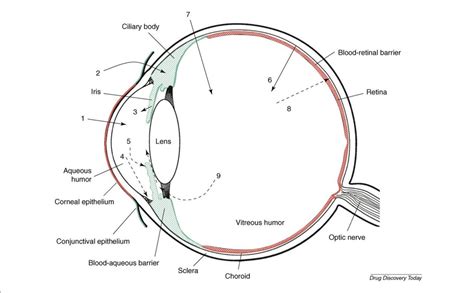 Ophthalmic Delivery Diagram Quizlet