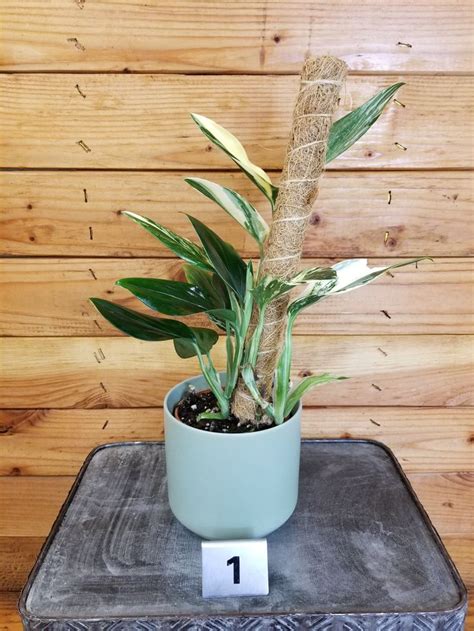 Monstera Standleyana Aurea Variegata On Moss Pole Pick Your Plant