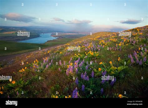 Lupine And Balsamroot Blooming In Meadows Above The Columbia River From