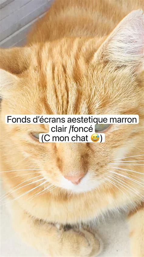 Fonds D Crans Aestetique Marron Clair Fonc C Mon Chat Fond