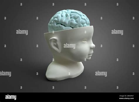 Anatom A Del Cerebro Del Ni O Fotos E Im Genes De Stock Alamy