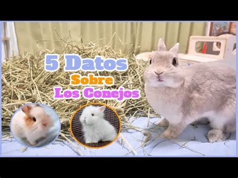 Conoce A Los Conejos 5 Datos Interesantes YouTube