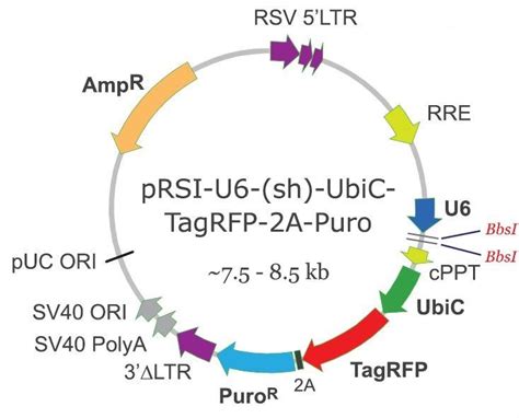 shRNA Cloning Vectors • NUCLEUS BIOTECH