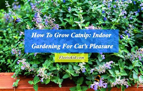 How To Grow Catnip Indoor Gardening For Cats Pleasure