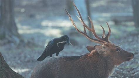 鹿の角の皮をむしるカラスそのままパクパクと 10年鹿を撮影して初めて見た不思議な共生関係が500万再生 l kh