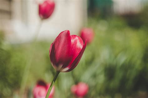 Red and White Tulips · Free Stock Photo