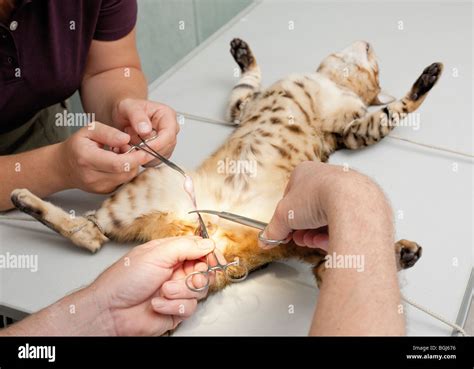 Castración del gato fotografías e imágenes de alta resolución Alamy