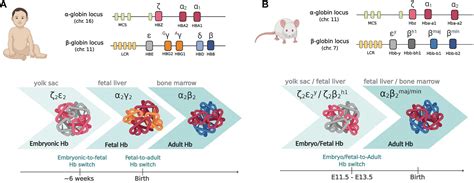 Frontiers Physiological And Aberrant γ Globin Transcription During