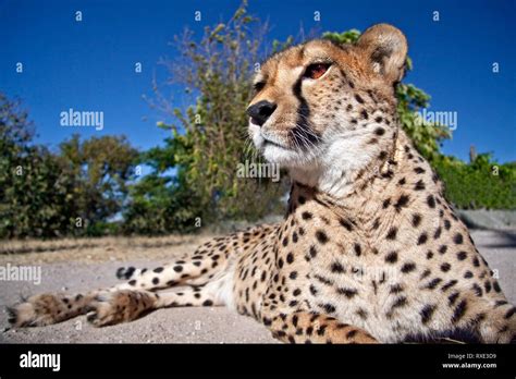 Cheetah Tail Hi Res Stock Photography And Images Alamy