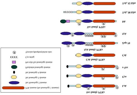 Structure Of Key Ptks Involved In T Cell Activation The Location Of