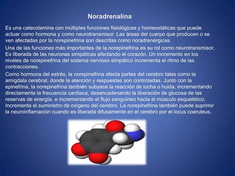 Neurona Y Neurotransmisores Ppt