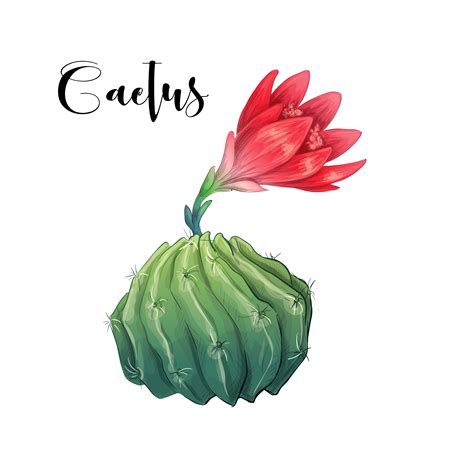 Cactus In Desert Vector And Illustration Hand Drawn Style Isolated On