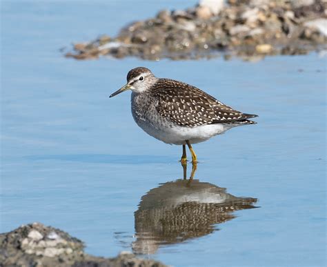 Slimbridge Wwt G C Slimbridge Wwt G C Flickr