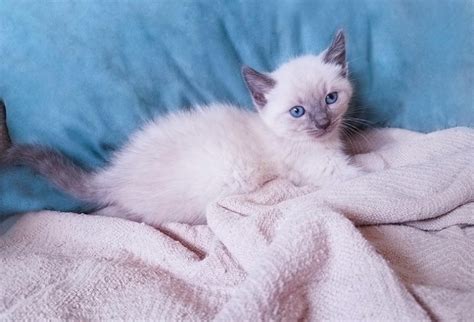 Blue Point Siamese Cat Info Pictures Characteristics And Facts Hepper