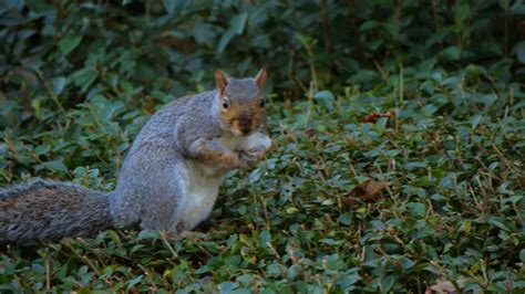 A Squirrel Eating Nuts Free Stock Video Footage, Royalty-Free 4K & HD ...