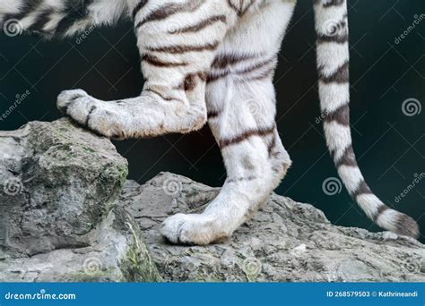 Patas Traseiras De Um Tigre Branco Sobre Rocha Imagem De Stock Imagem