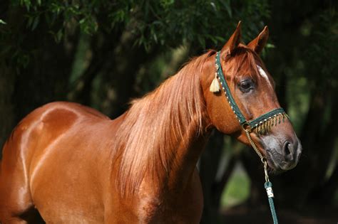 馬の豆知識 馬の種類（軽種）｜みんなの乗馬